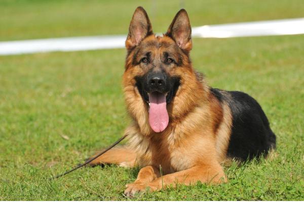 Races de chiens pas chères - 5. Berger allemand