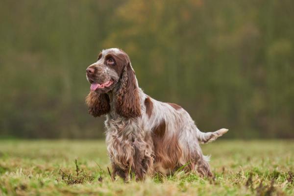 Races de chiens pas chères - 8. Cocker anglais