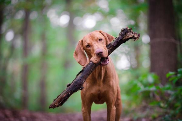 Races de chiens pas chères - 9. Braque hongrois à poil court ou Vizsla