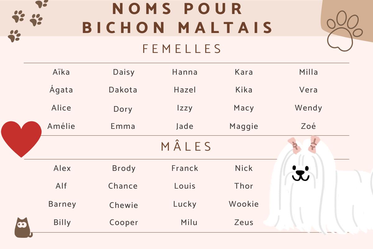 Noms pour Bichon Maltais