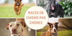 Races de chiens pas chères