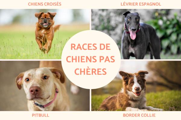 Races de chiens pas chères