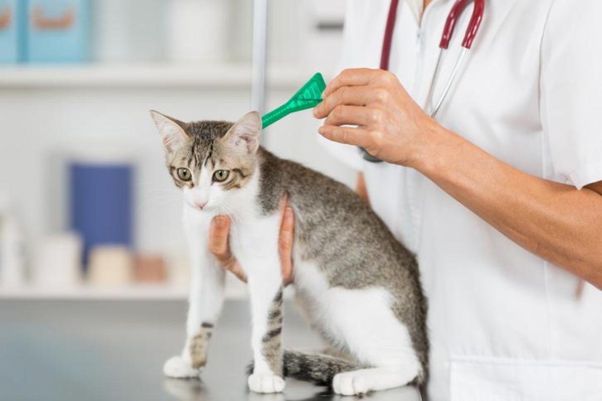 Vermifuge pour chat en pipette - Effets secondaires et traitement
