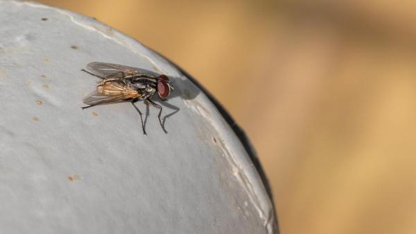 Que mange une mouche - Alimentation de la mouche