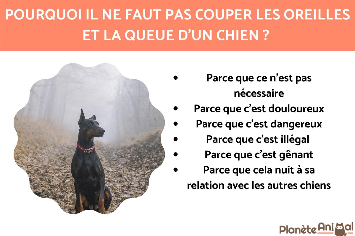 Pourquoi ne faut-il pas couper la queue et les oreilles des chiens ?
