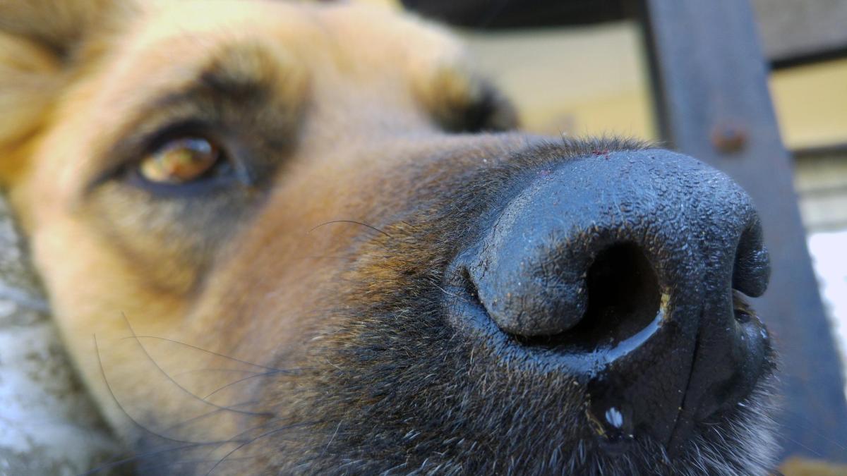 Mon chien respire fort - Causes et traitement