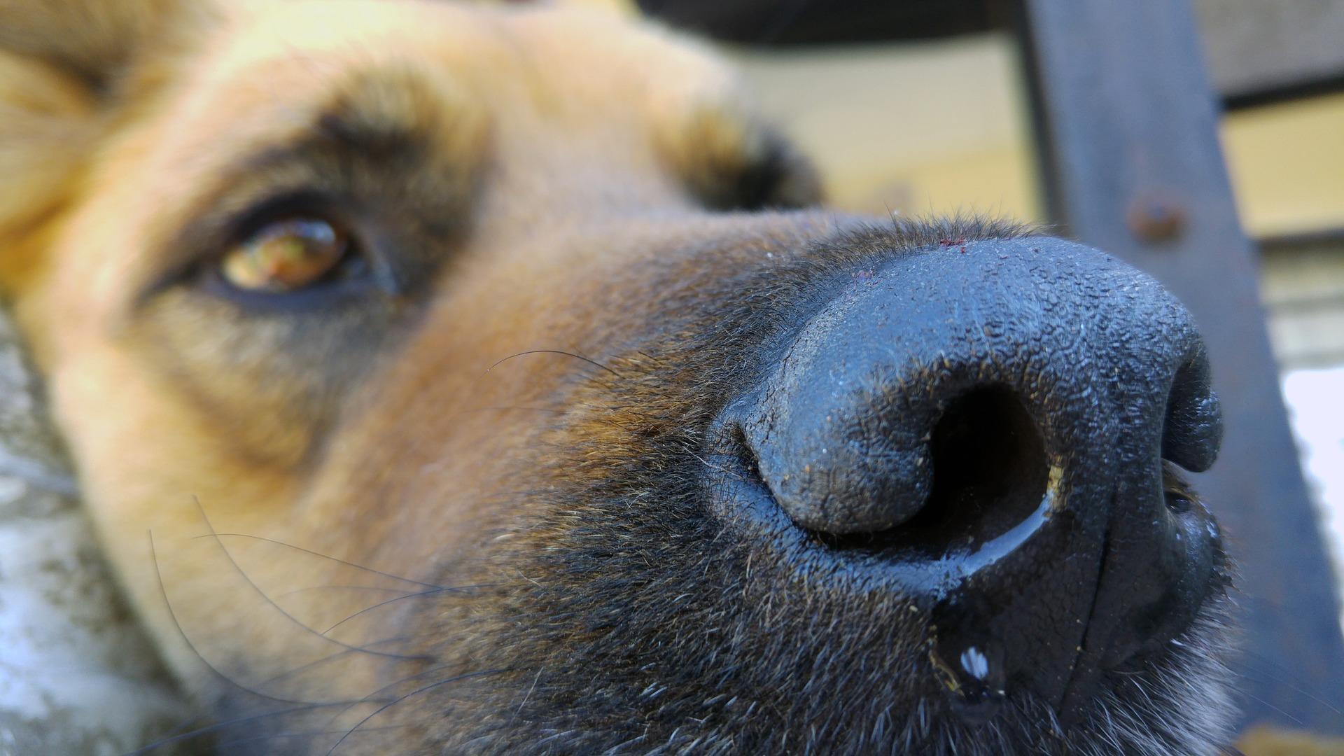 Mon chien respire fort Pourquoi mon chien est essoufflé ? Hyperventilation du chien