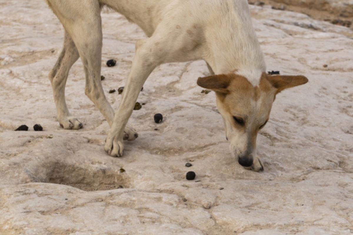 Mon chien mange les crottes de mon chat - Pourquoi et que faire