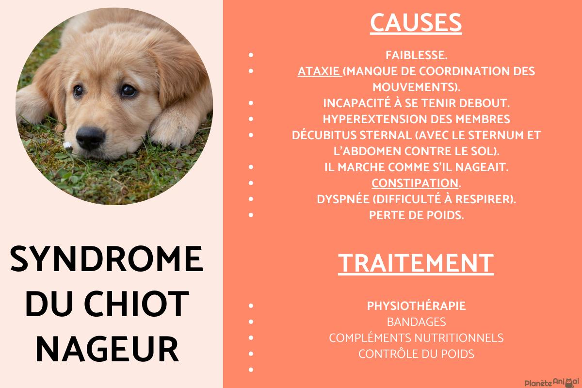 Syndrome du chiot nageur : Causes, symptômes et traitement