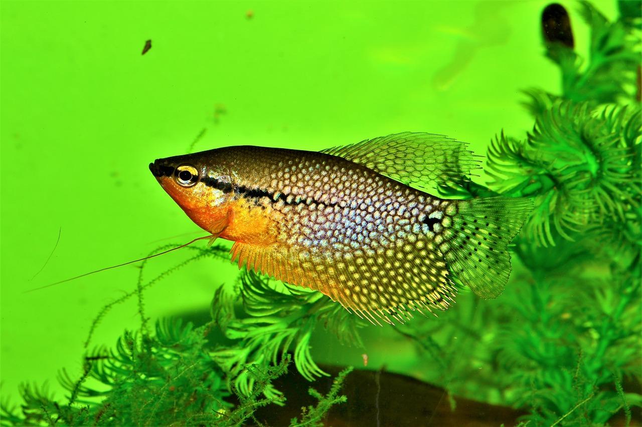 Poisson d'aquarium D'EAU CHAUDE Top 20 — free download
