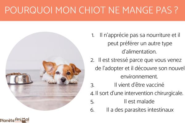 Mon chiot ne mange pas - Causes et solutions