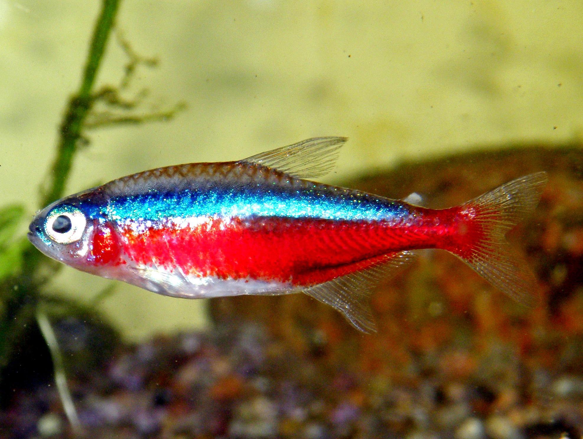 Poisson d'aquarium D'EAU CHAUDE Top 20 — free download