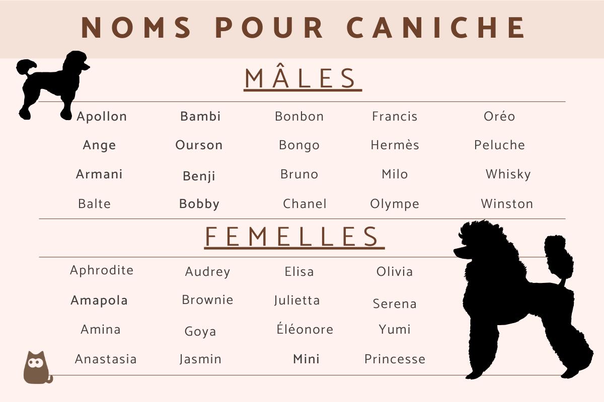 Noms pour caniches mâles et femelles