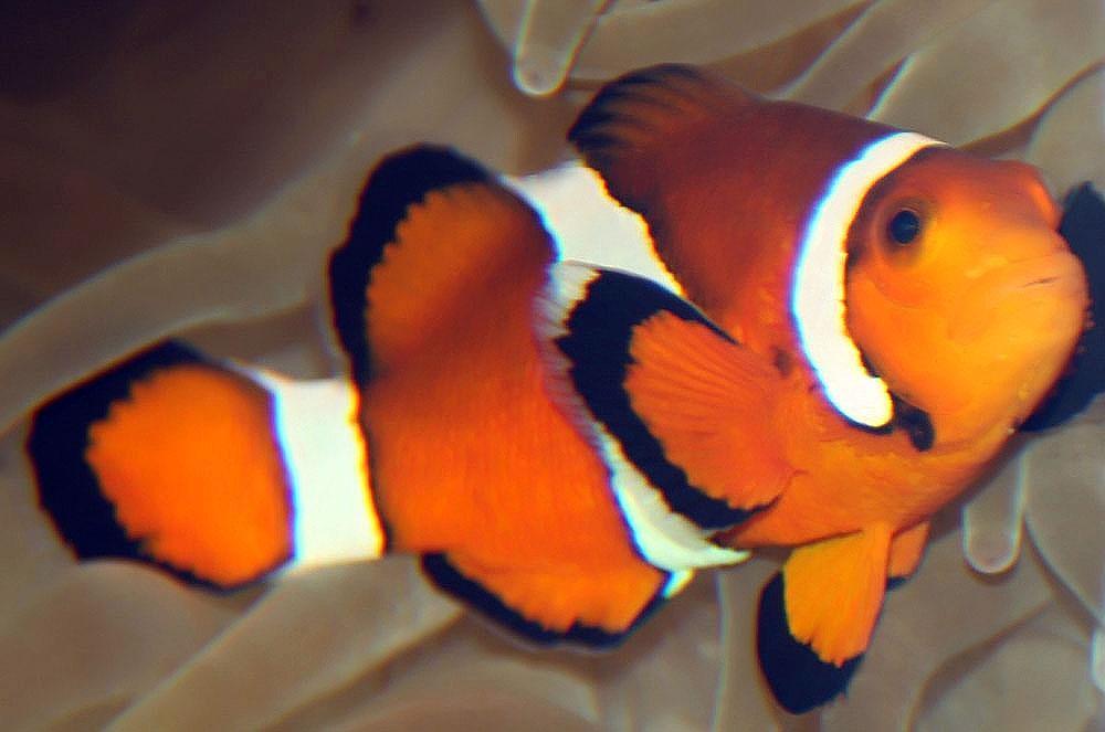 Poisson d'aquarium D'EAU CHAUDE Top 20 — free download