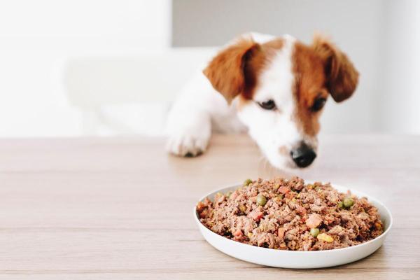 Mon chiot ne mange pas - Causes et solutions - Que faire si mon chiot ne mange pas ?