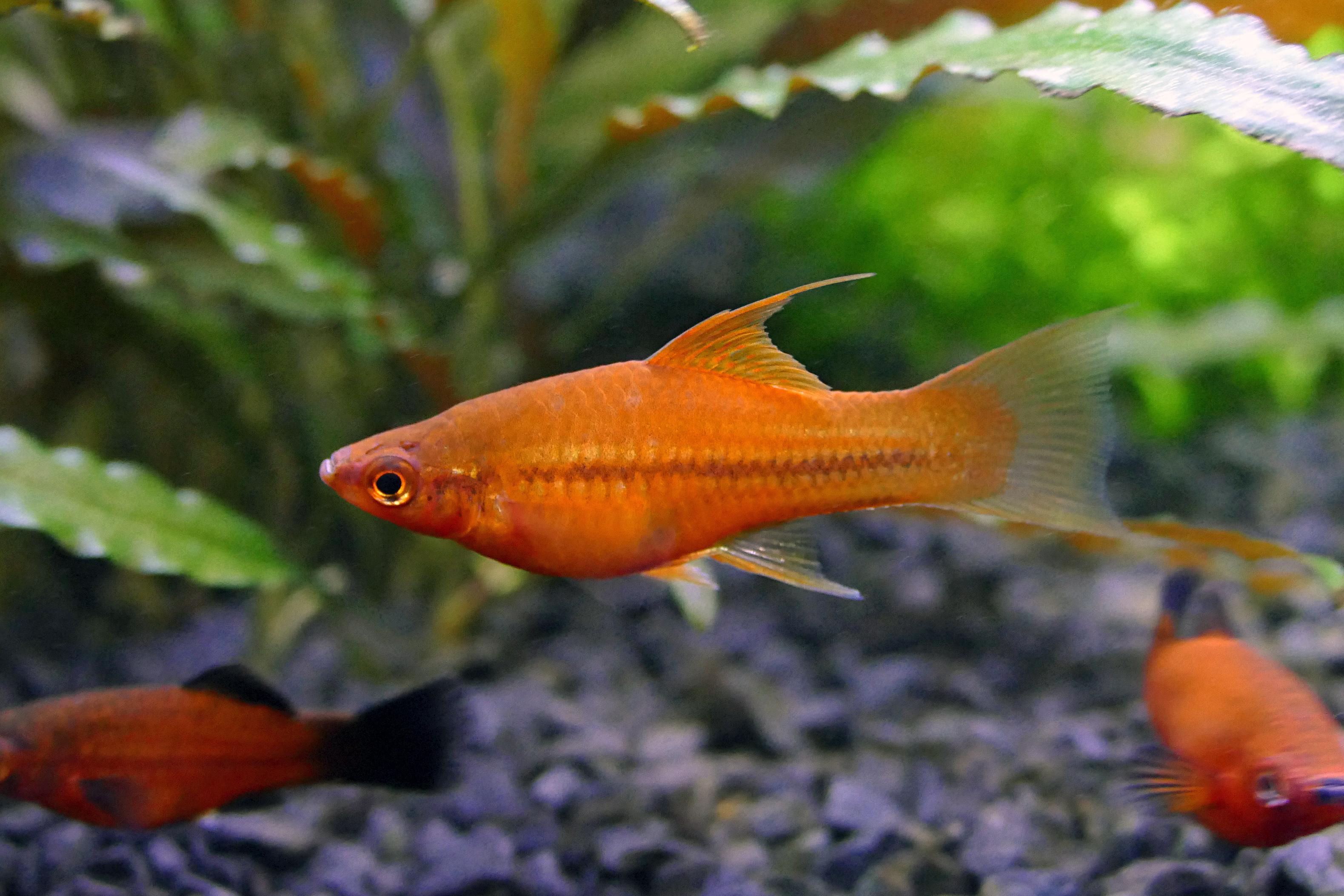 Poisson d'aquarium D'EAU CHAUDE Top 20 — free download