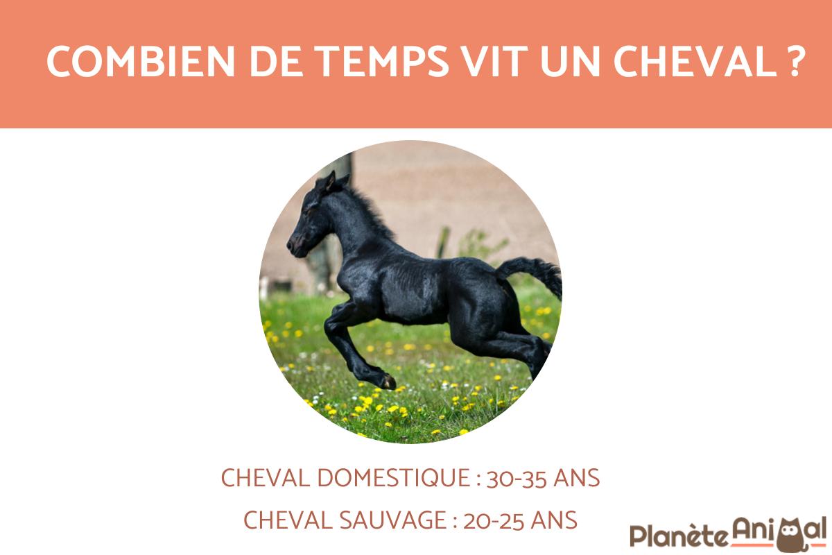 COMBIEN de TEMPS VIT un CHEVAL DOMESTIQUE et SAUVAGE — free download