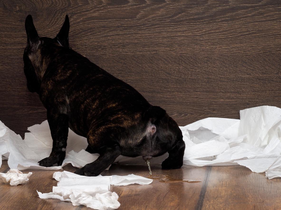 Mon chien se lèche les parties Causes et traitements