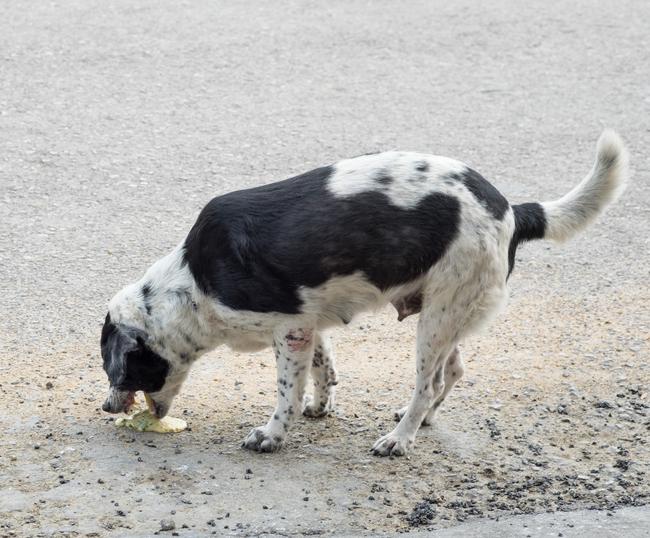 Pourquoi mon chien vomit de la bile ? Vomissement jaune chez le chien