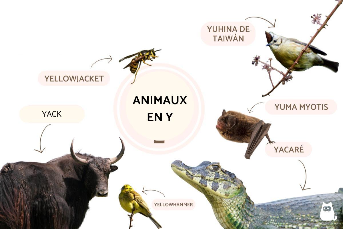 Animaux en Y