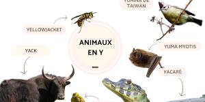 Animaux en Y