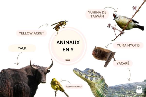 Animaux en Y