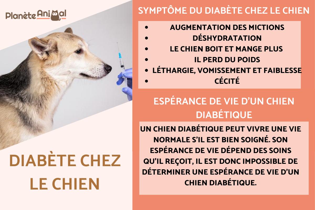Diabète chez le chien - Symptômes, traitement et espérance de vie