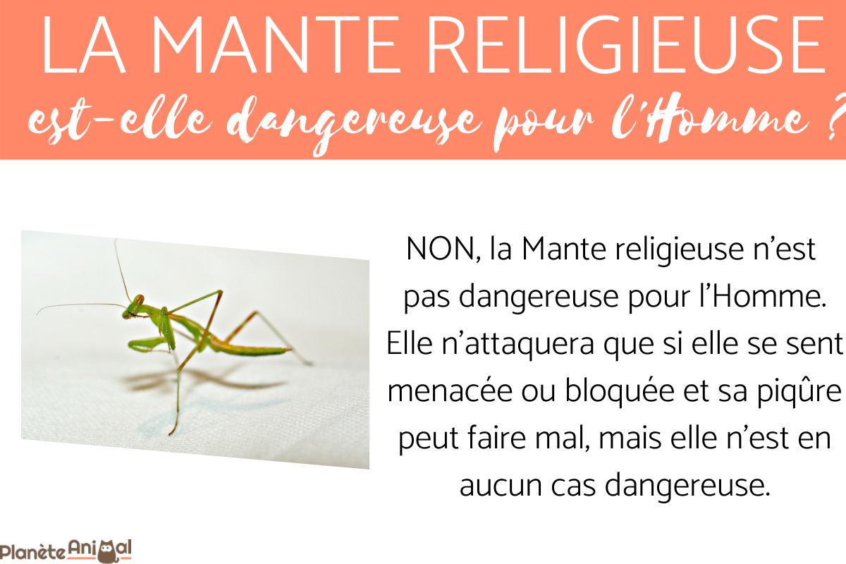 La Mante religieuse marron est-elle dangereuse pour l'Homme ?