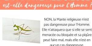 La Mante religieuse marron est-elle dangereuse pour l'Homme ?