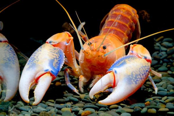 Animaux en Y - Yabby ou écrevisse de Murray (Cherax destructor)