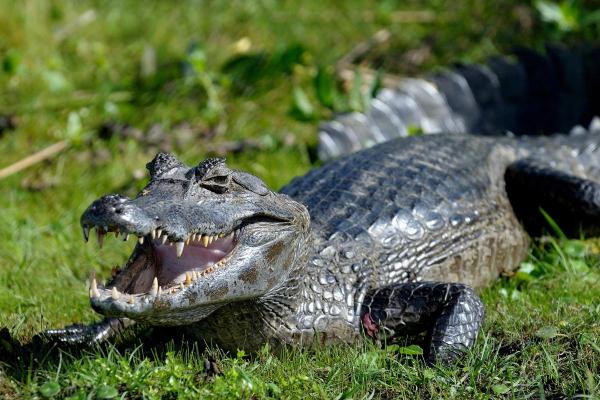 Animaux en Y - Yacaré negro ou Caiman yacare