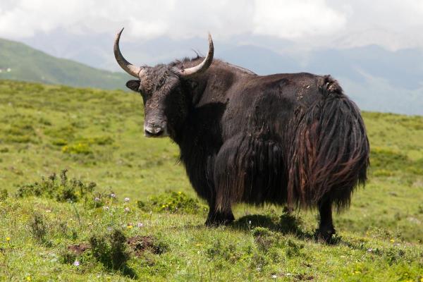 Animaux en Y - Yack sauvage (Bos mutus)
