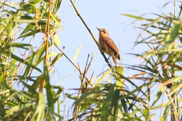 Animaux en Y - Yap cicadabird (Edolisoma nesiotis)