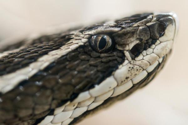 Animaux en Y - Yarará grande (Bothrops alternatus)