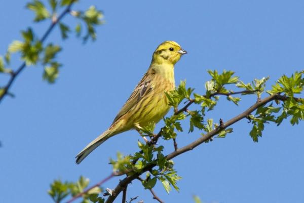 Animaux en Y - Yellowhammer (Emberiza citrinella)