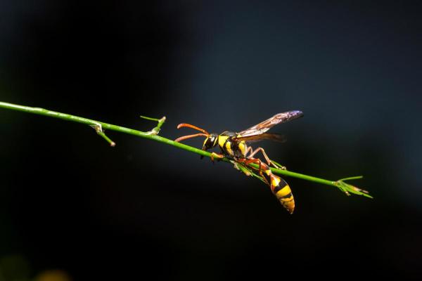 Animaux en Y - Yellowjacket (guêpes américaines)