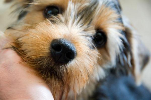 Animaux en Y - Yorkshire Terrier