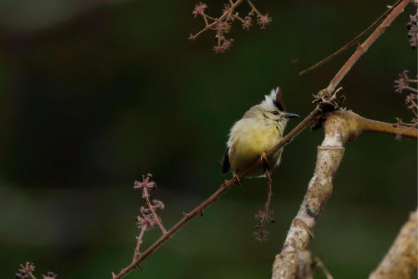 Animaux en Y - Yuhina de Taïwan (Yuhina brunneiceps)