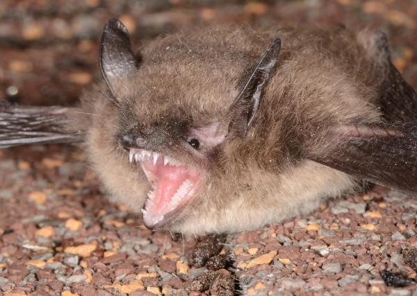 Animaux en Y - Yuma myotis (Myotis yumanensis)