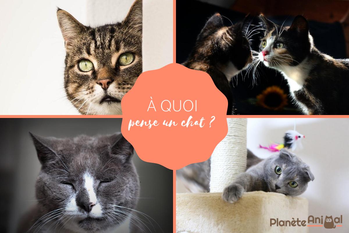 A quoi pense un chat ?