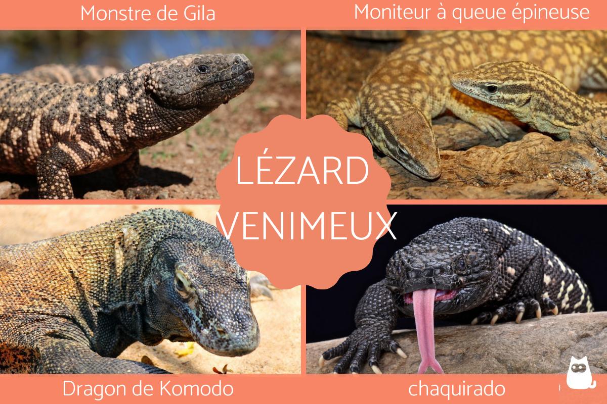 Lézards venimeux - Espèces et photos
