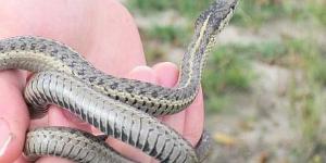 Quelle est la différence entre une couleuvre et un serpent