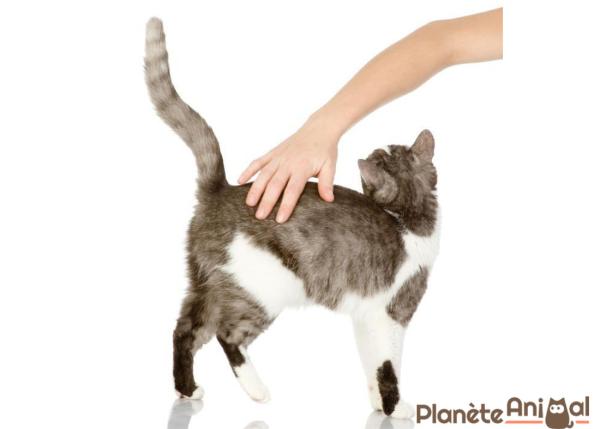 Pourquoi le chat remue la queue quand on le caresse ?