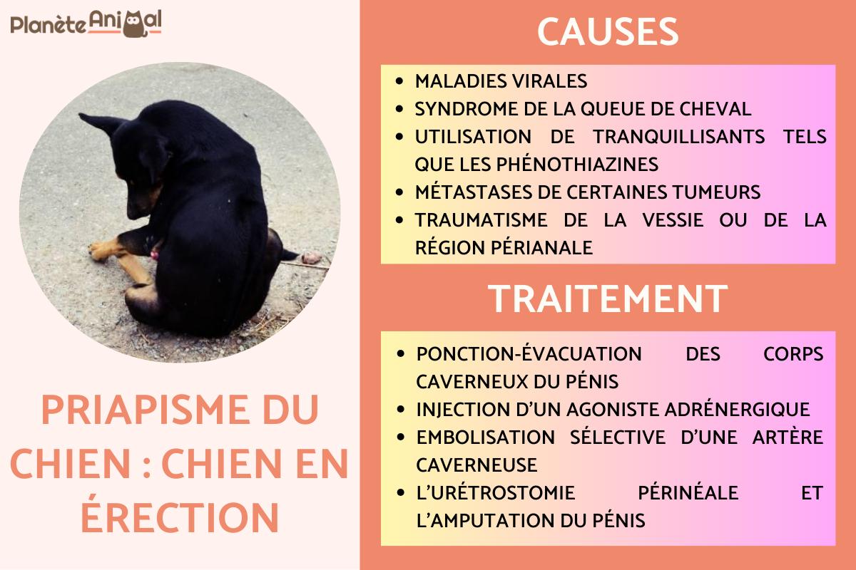 Priapisme du chien : chien en érection