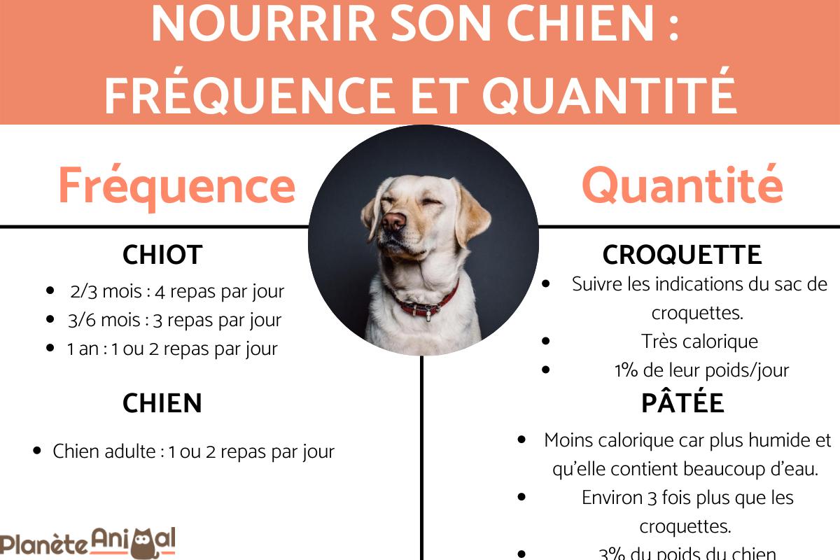 Nourrir son chien : quelle quantité et à quelle fréquence ?