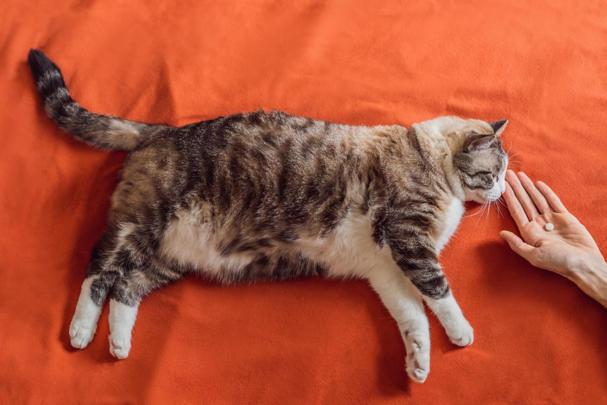 Oméprazole pour chat - Posologie et effets secondaires