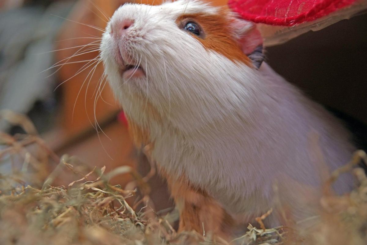Comment voit un cochon d'Inde ?