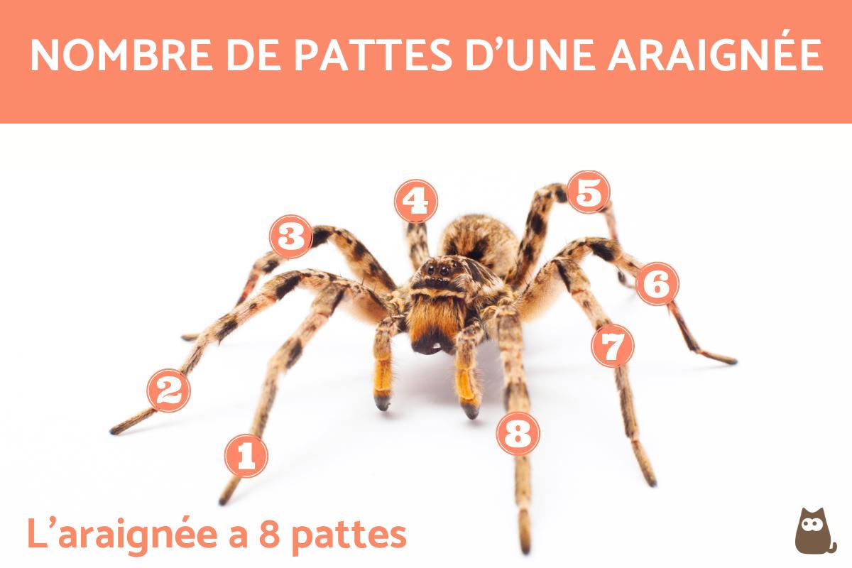 Combien de pattes a une araignée ?