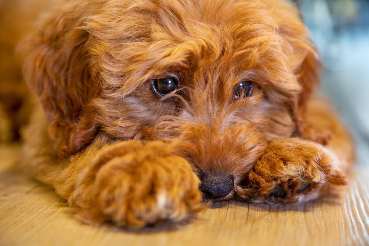 Un chien peutil mourir de tristesse