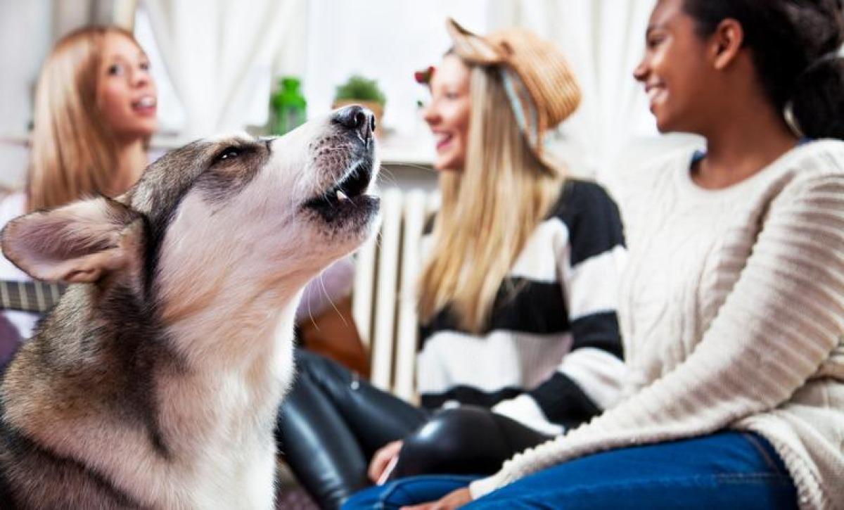 COMMENT EMPÊCHER UN CHIEN D